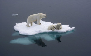 melting bears