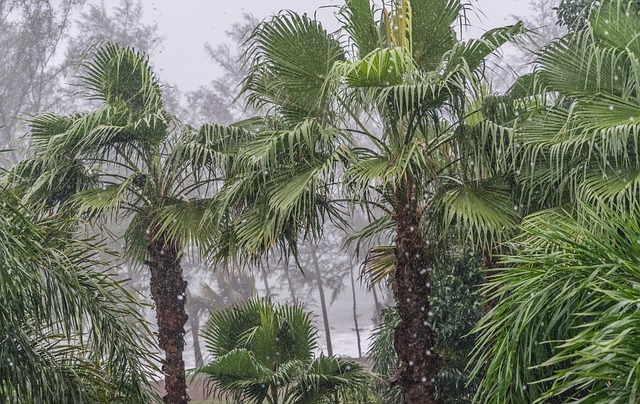 PIXABAY image, phuket thailand, tropical monsoon