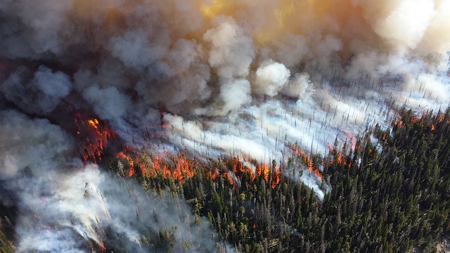 Photo of a forest fire
